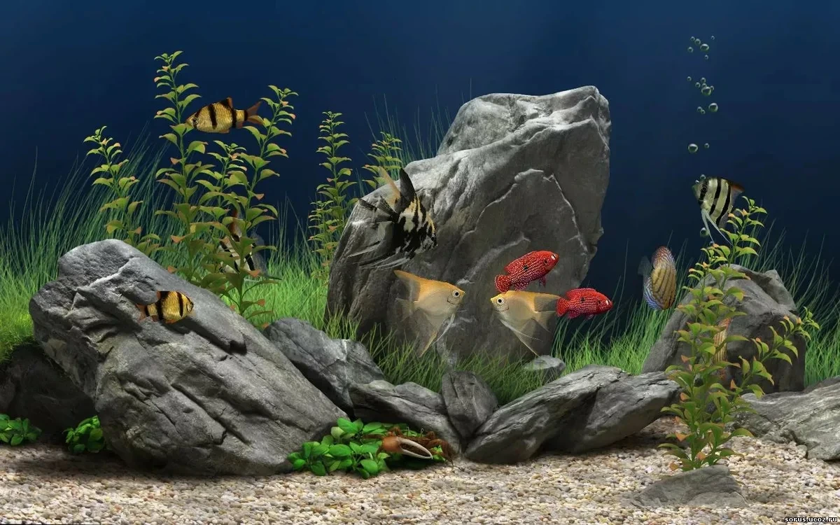 Dream Aquarium Screensaver 1.293